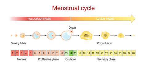 faza luteala|The luteal phase of the menstrual cycle